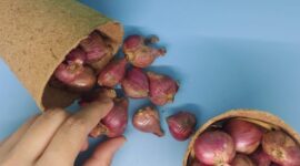 Bawang merah dapat membantu menjaga kesehatan jantung. (Dok. Harianindonesia.com/Banny Rachman)